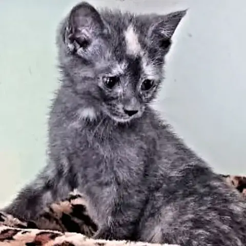 Missy