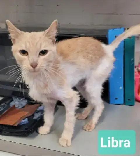 Libra
