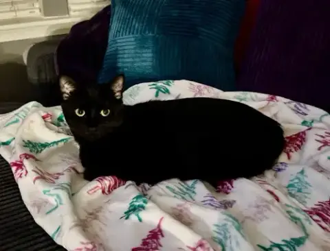 Enrique *Super Playful -- Needs A Cat Friend!* photo 2