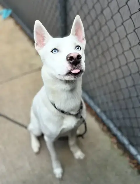 Hachi