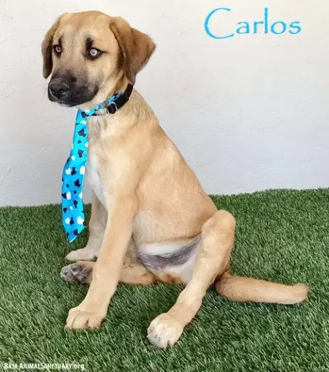 Carlos