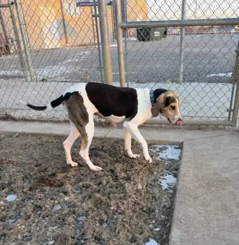 Petunia photo 4