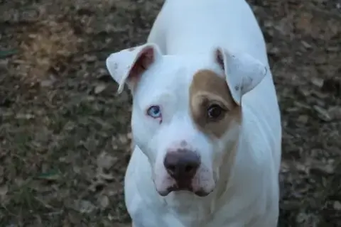 Dahli