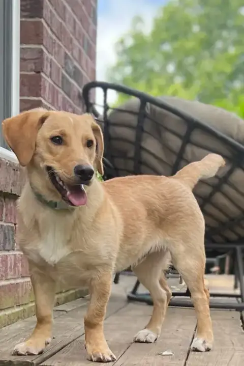 Puppy Mccoy