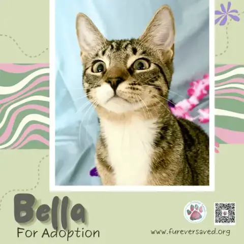 Bella photo 4