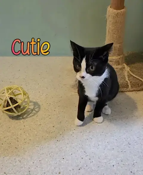 Cutie photo 3