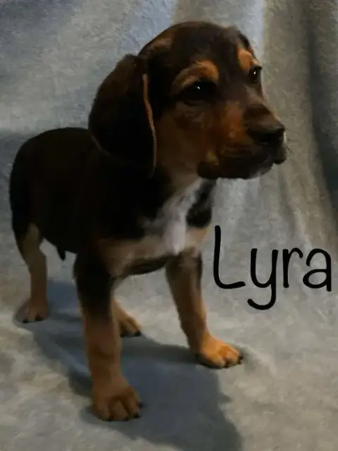 Lyra photo 3