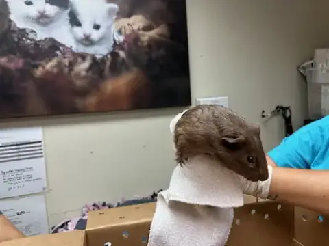 Biscuit