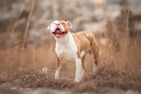 Karma photo 4