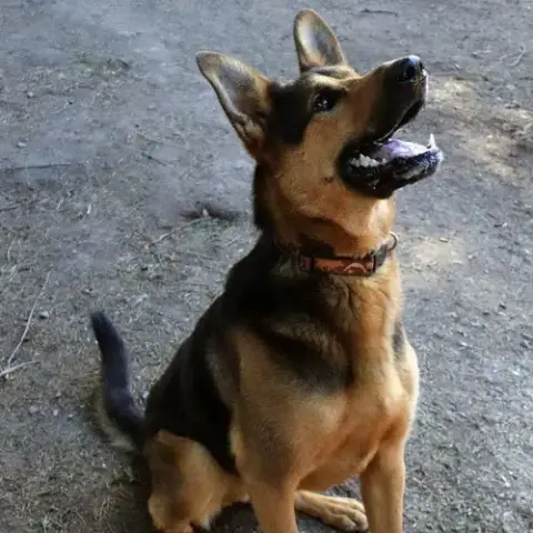 Dexter photo 5