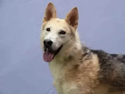 Corn Dog