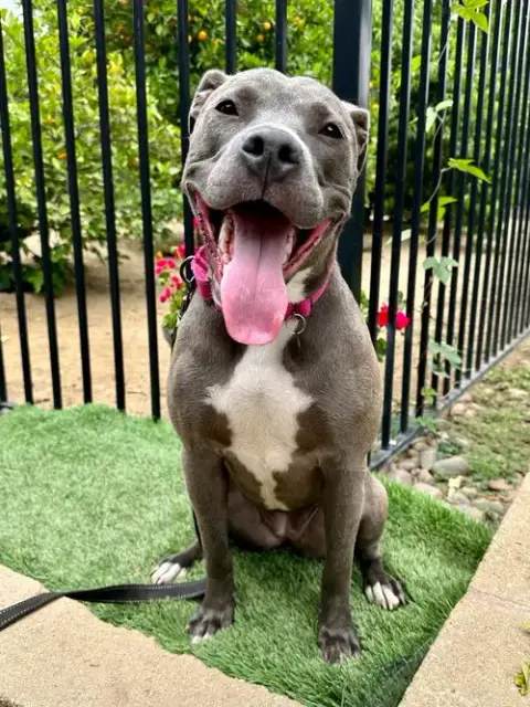 Jada photo 4