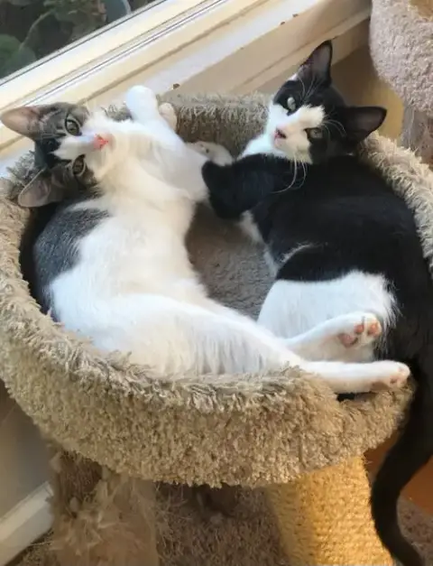 Oreo photo 3