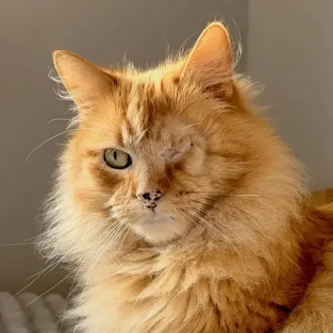 Maximus