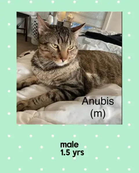 Anubis
