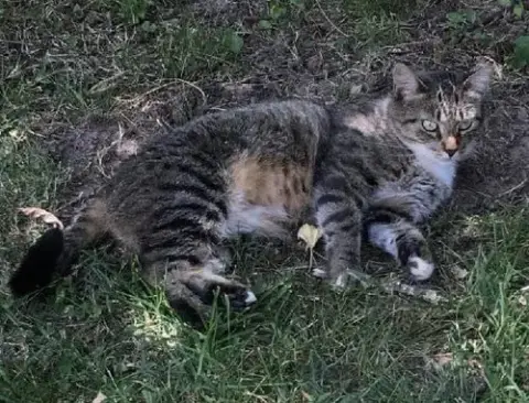 Expert Mouser photo 3