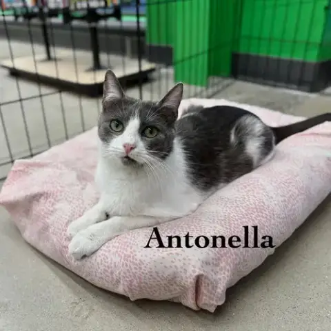 Antonella photo 2