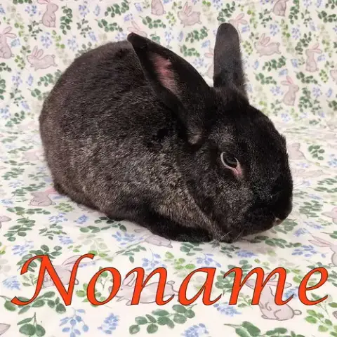 Noname