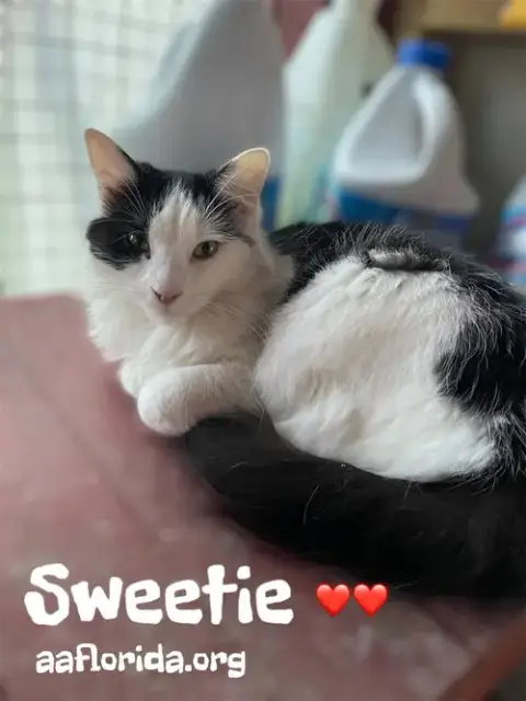 Sweetie *Cyd photo 5