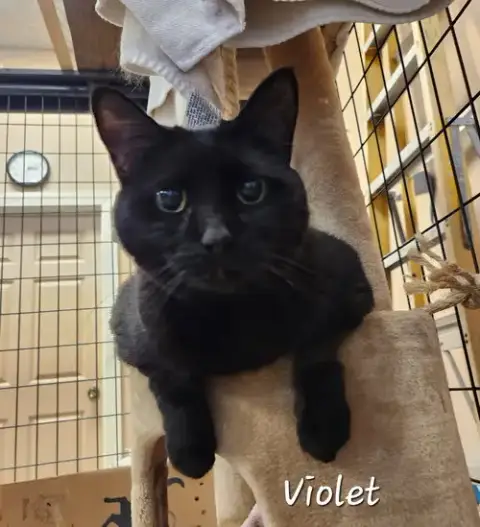 Violet photo 2