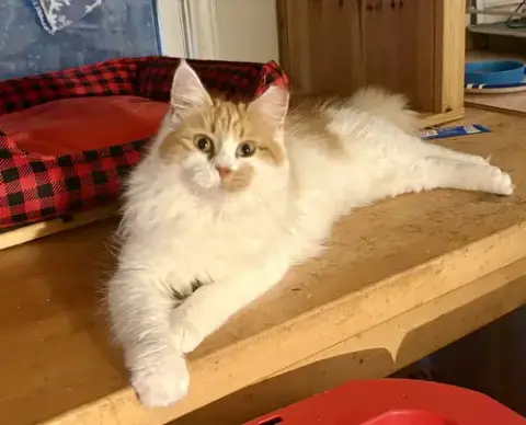 Princess Floof