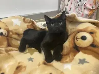 Onyx