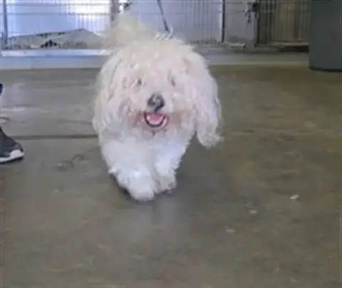 Snoppy