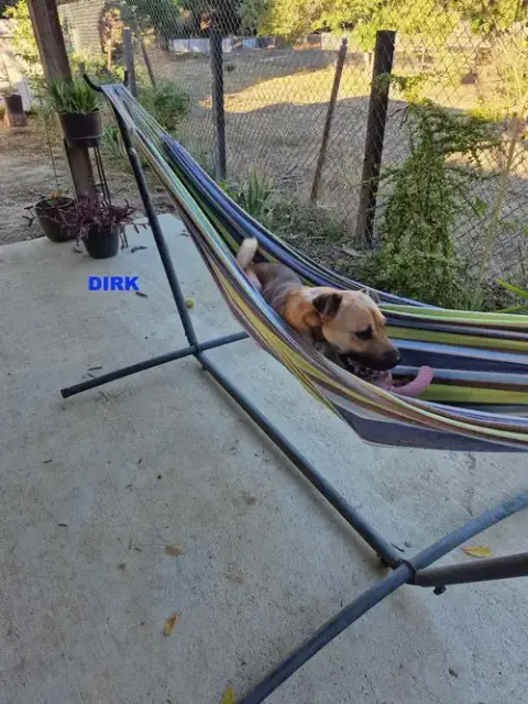Dirk photo 2