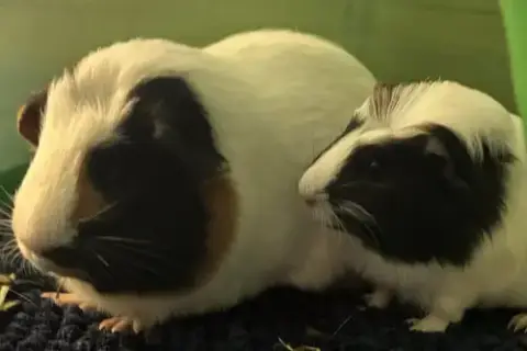 Lady And Bella
