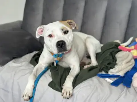 Olive Mini Pittie photo 4