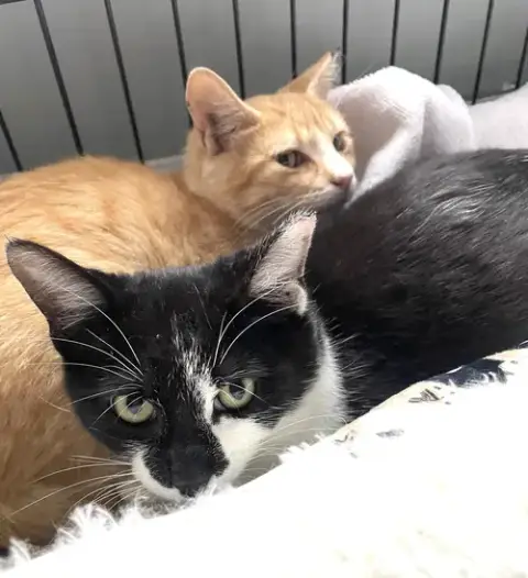Kitties Purr Papaya And Pickles
