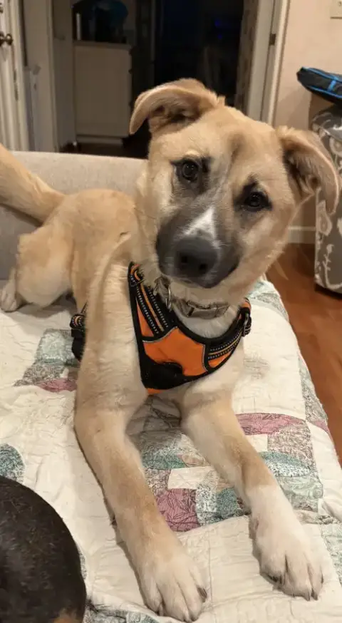 Velveeta