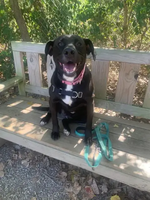 Bagheera photo 2