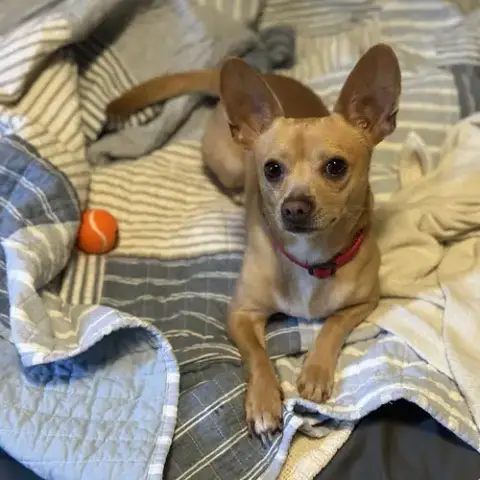 Simon