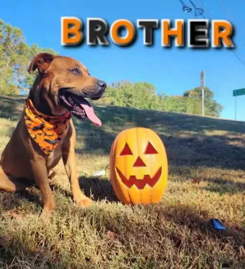 Brother