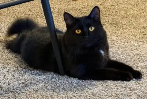 Albus