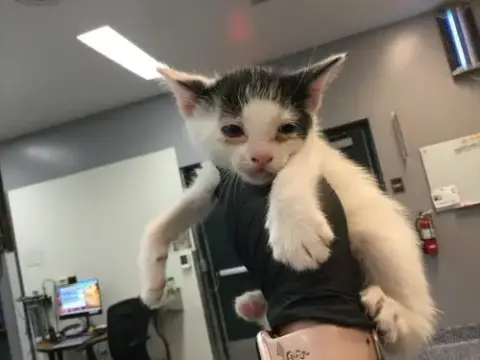 Nova
