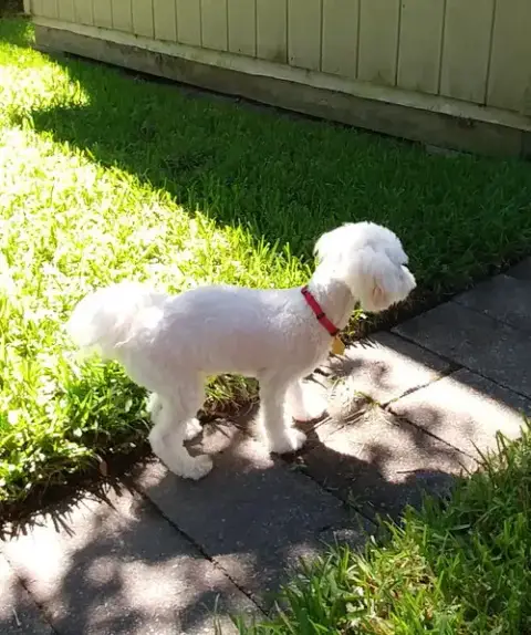 Humphrey photo 3