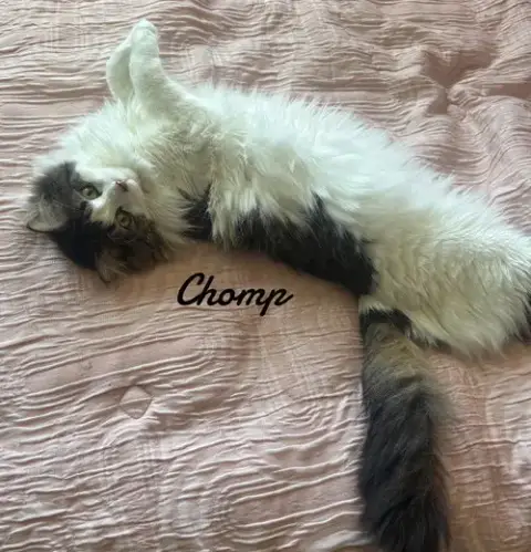 Chomp & Baby