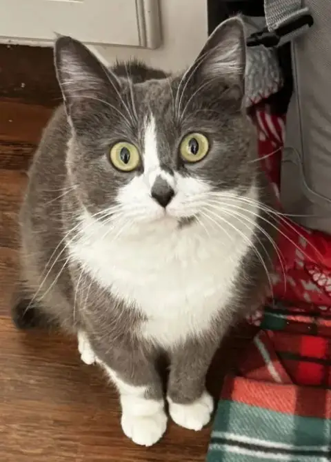 Suki