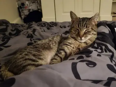 Luna photo 2