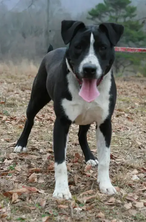 Oliver photo 4