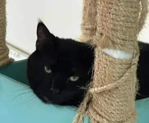 Boo