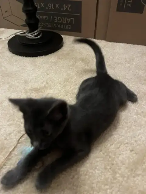 Misty Kitten photo 2