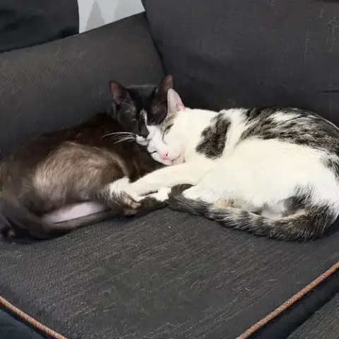 Lawrence & Leilani photo 4