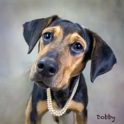 Dobby photo 3