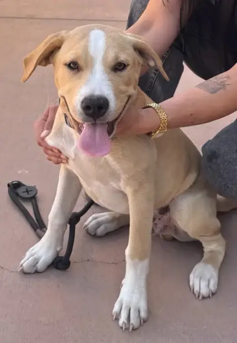 Oakley-Cp-Foster Or Adopt Me! photo 3
