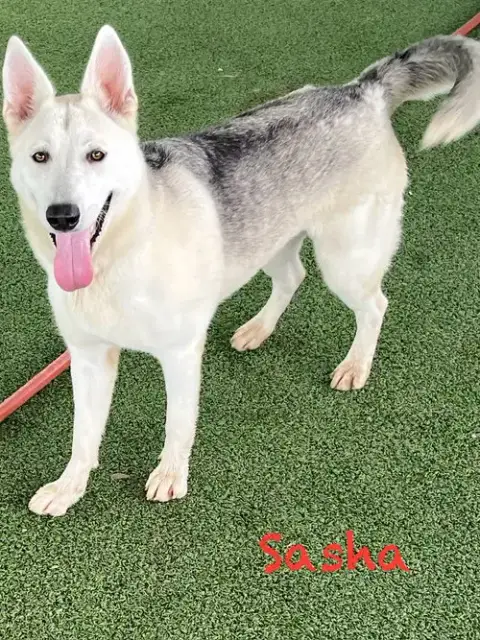 Sasha photo 4