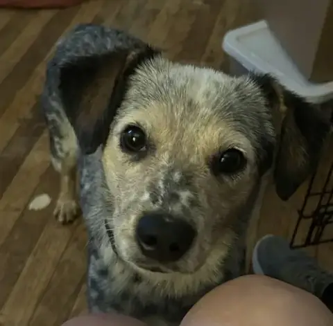 Bindi