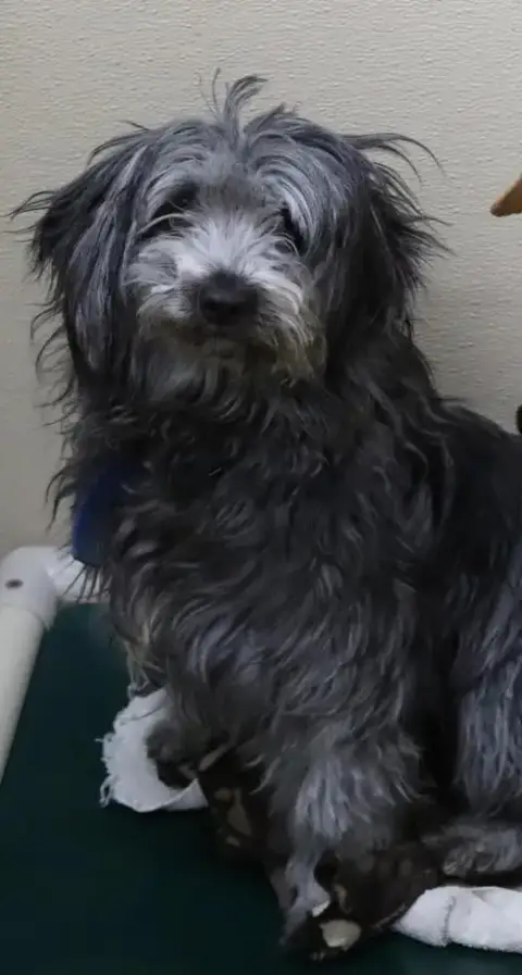 Daisy photo 2